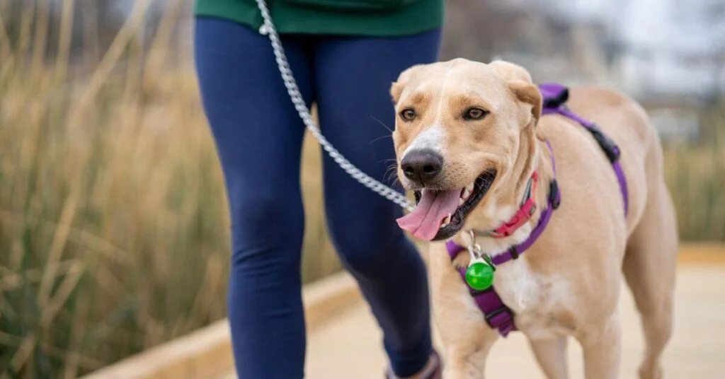 Dog walking as a side hustle